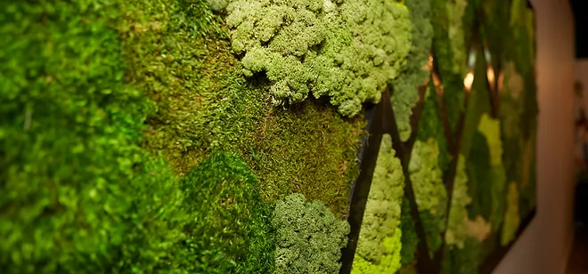 Moss picture with different types of green mosses